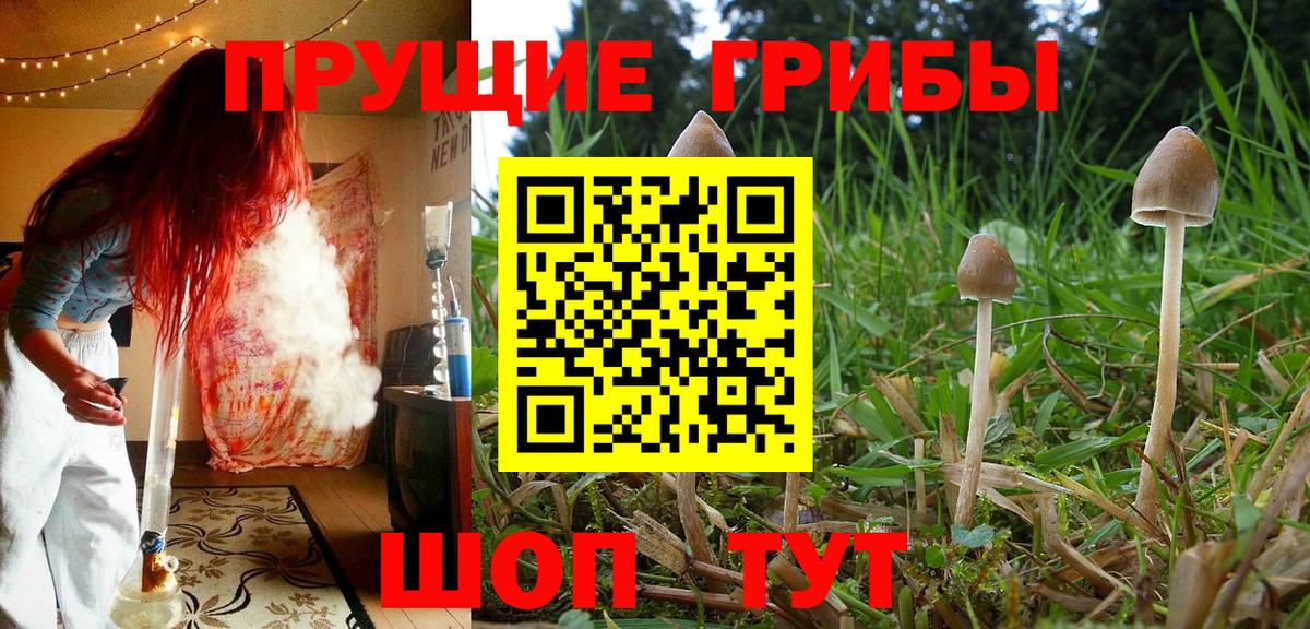 Галлюциногенные грибы Psilocybe  Вход с VPN  Кыштым 